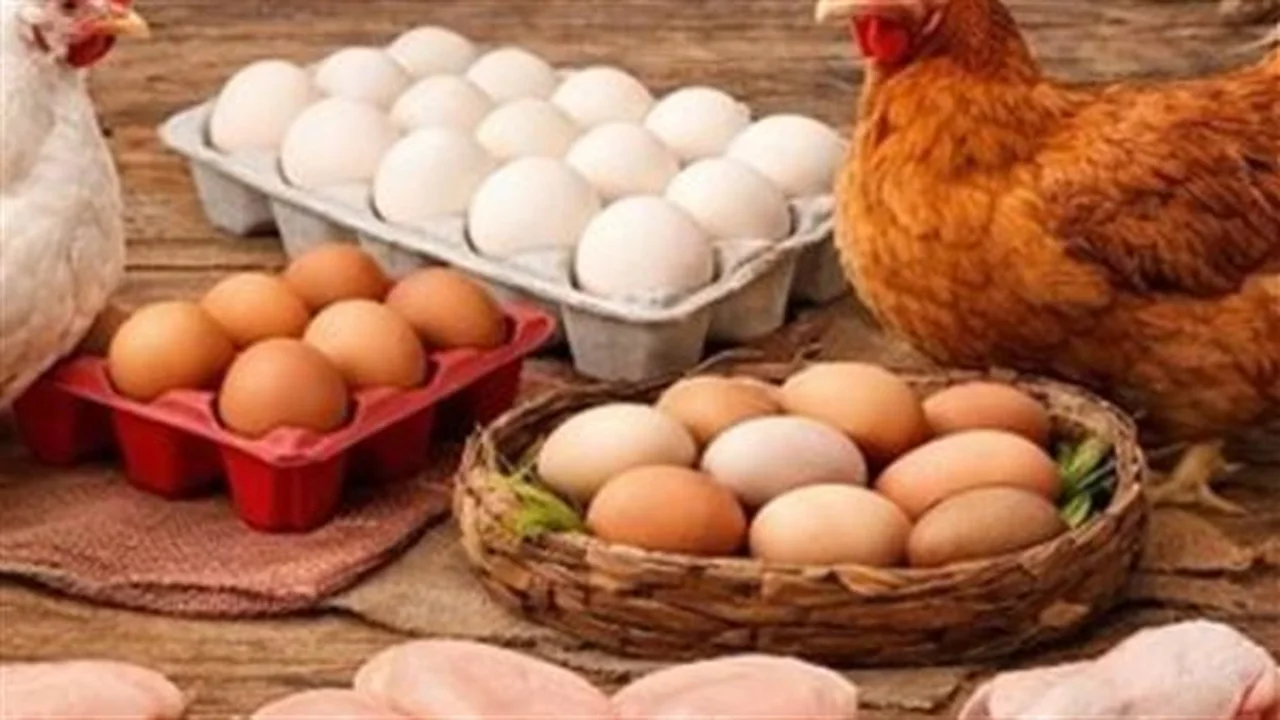 تغيرات لافتة.. أسعار كرتونة البيض في الأسواق المصرية تثير قلق المستهلكين